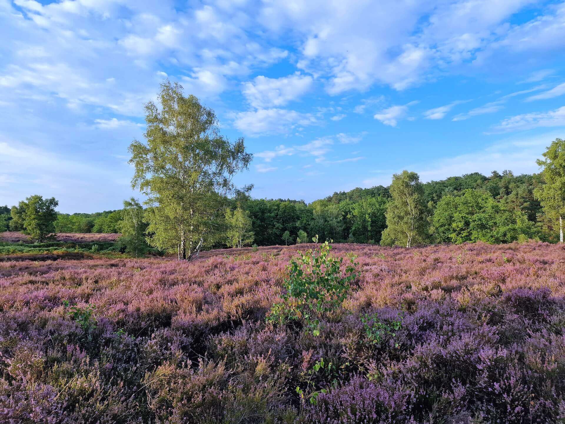 Die Heidebl&uuml;te im August auf dem Heidschnuckenweg in der L&uuml;neburger Heide