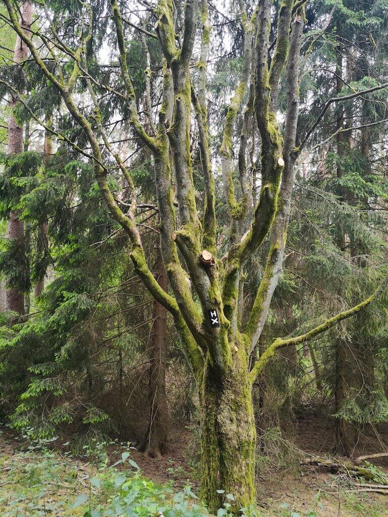 Wegmarkierung des Heidschnuckenweges in der S&uuml;dheide
