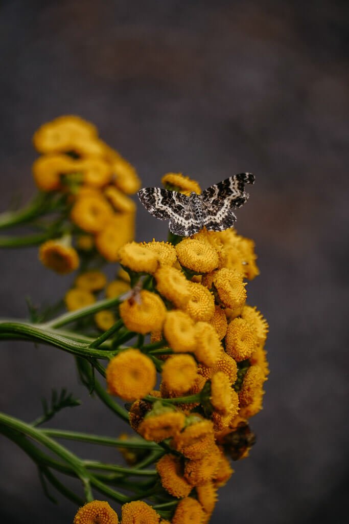 Schmetterling auf Blume im Vogtland
