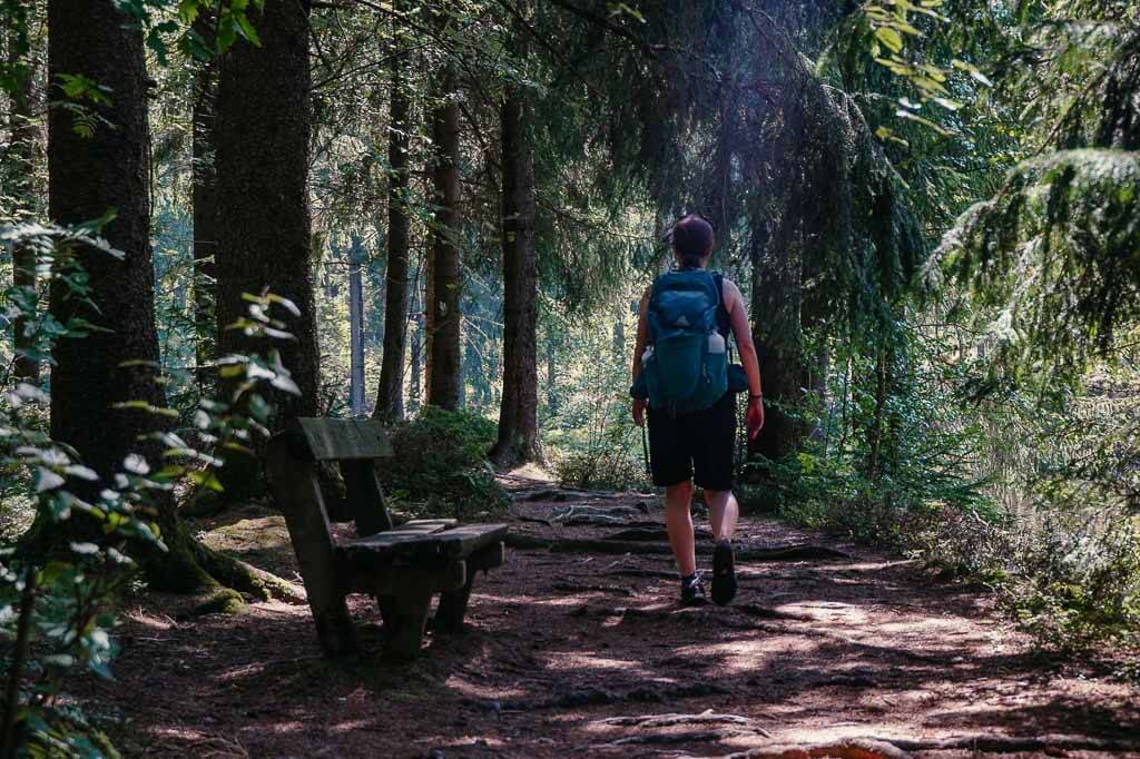 Couchflucht wandert auf einem Waldweg bei Sch&ouml;neck im Vogtland.