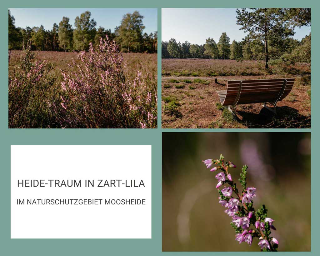 Teutoburger Wald Wandern im Naturschutzgebiet Moosheide auf dem Heideland Rundwanderweg