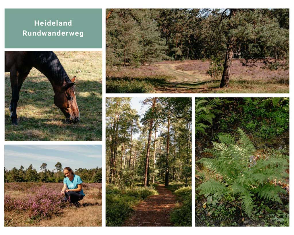 Teutoburger Wald Wandern auf dem Heideland Rundwanderweg im Paderborner Land