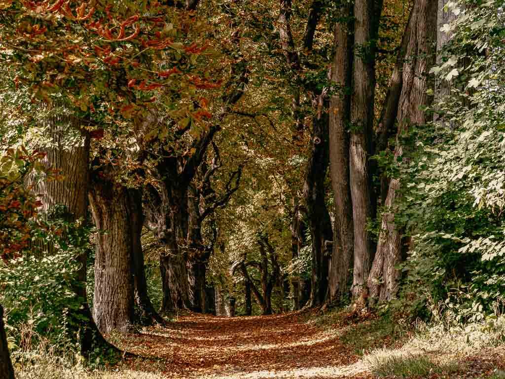 Teutoburger Wald Wandern auf einem herbstlichen Waldweg