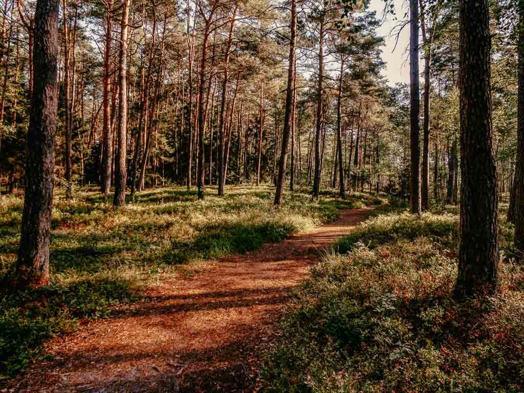 Waldweg durch Kiefernwald auf dem Heidelandweg im Teutoburger Wald