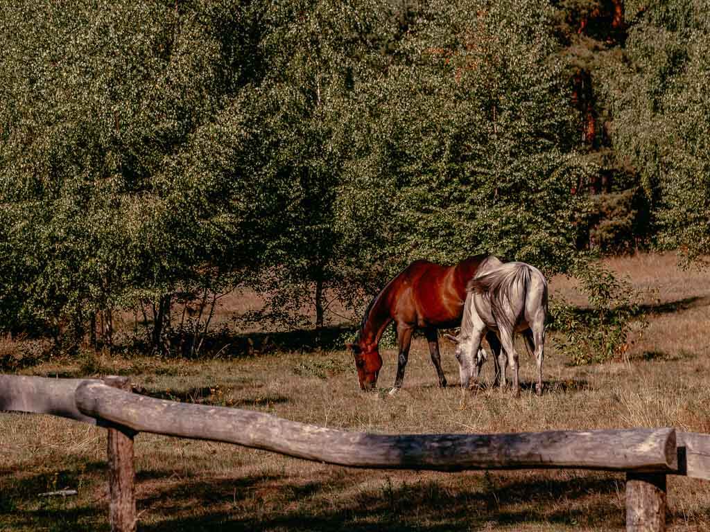 Teutoburger Wald-wandern-Pferde-Senne-Heideland Rundwanderweg
