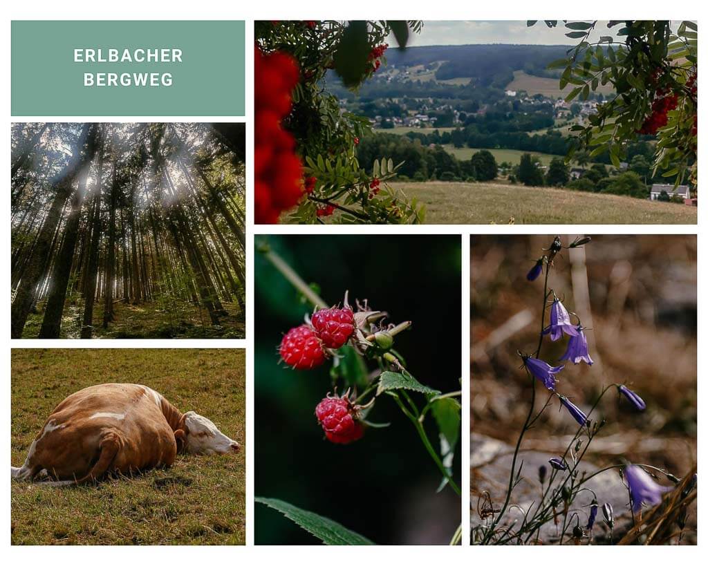 Wandern im Vogtland auf dem Erlbacher Bergweg
