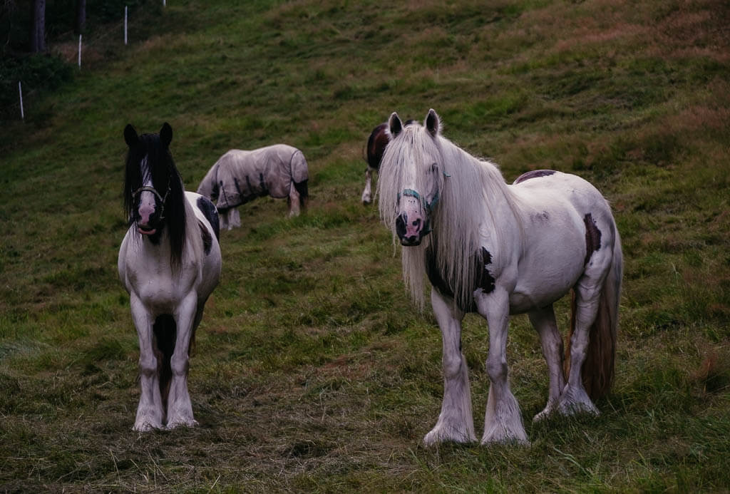Pferde auf dem Erlbacher Bergweg im Vogtland