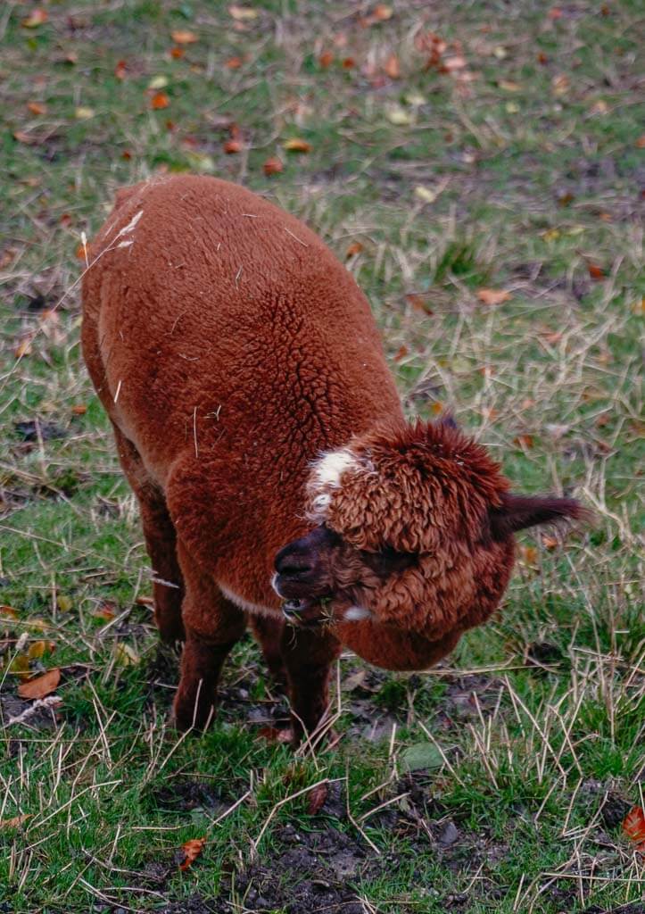 Alpaka auf der Weide des KUKU Berghotels in Rettenberg im Allg&auml;u