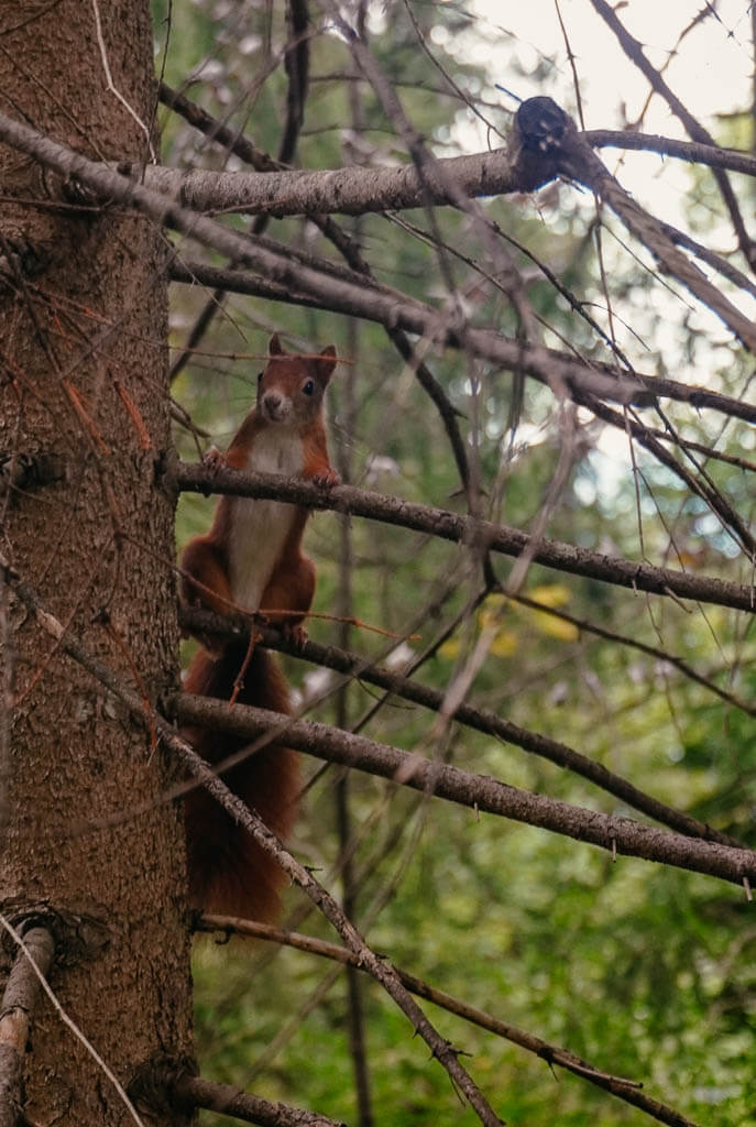 Eichh&ouml;rnchen am Wegesrand beim Wandern auf dem Lechweg