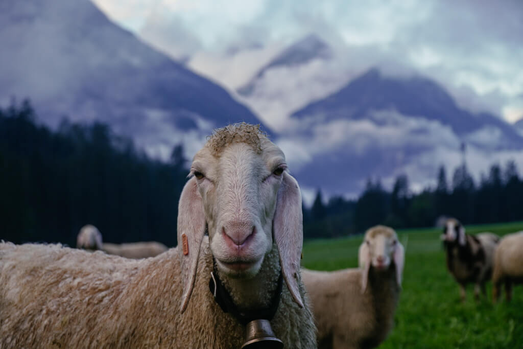 Schafe bei Elbigenalp auf dem Lechweg