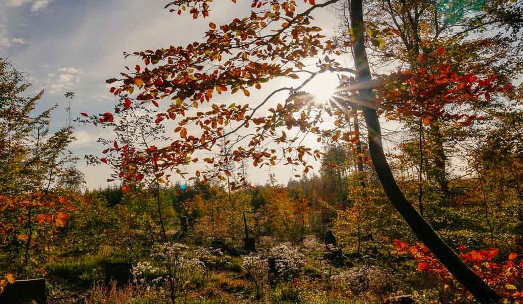 Rothaarsteig - Goldener Oktober am Ederbruch und der Ederquelle