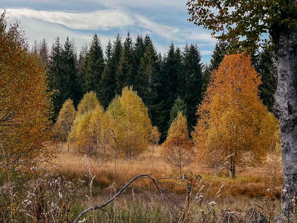 Birken und Nadelb&auml;ume in der Auenlandsschaft auf dem Rothaarsteig an der Ederquelle