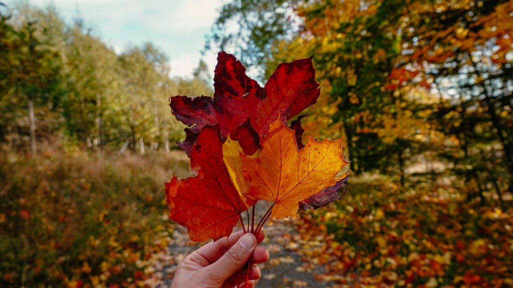 Herbstlaub am Rothaarsteig