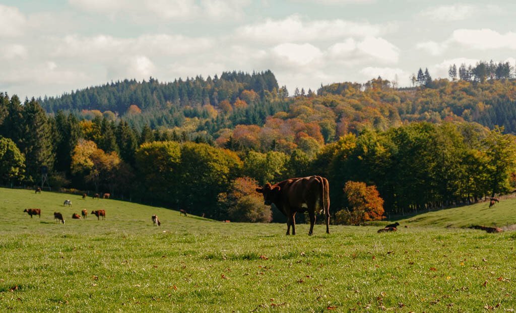 Landschaftsidylle mit K&uuml;hen am Lahnquellengebiet auf dem Rothaarsteig