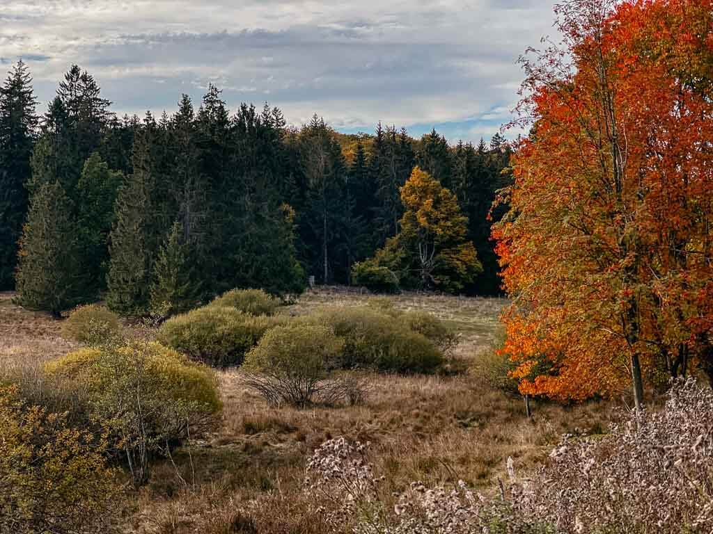 Herbstliche Idylle am Ederh&ouml;henweg auf dem Rothaarsteig