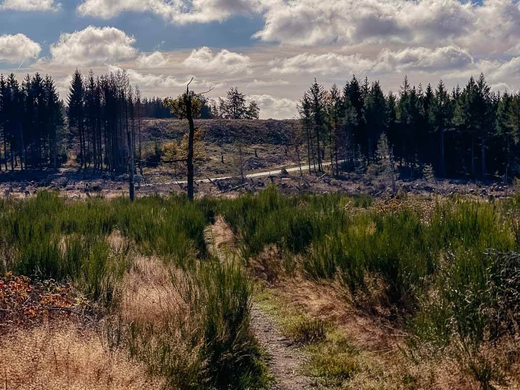 Wilde Natur auf dem Rothaarsteig in Siegen-Wittgenstein