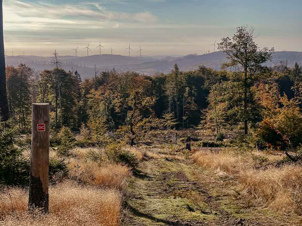 Rothaarsteig - Wanderweg an der Haincher H&ouml;he in Siegen Wittgenstein