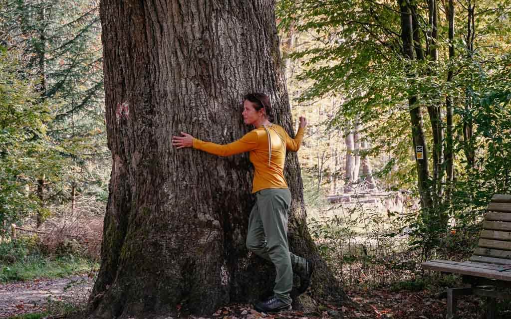Couchflucht umarmt Lucaseiche auf dem Rothaarsteig