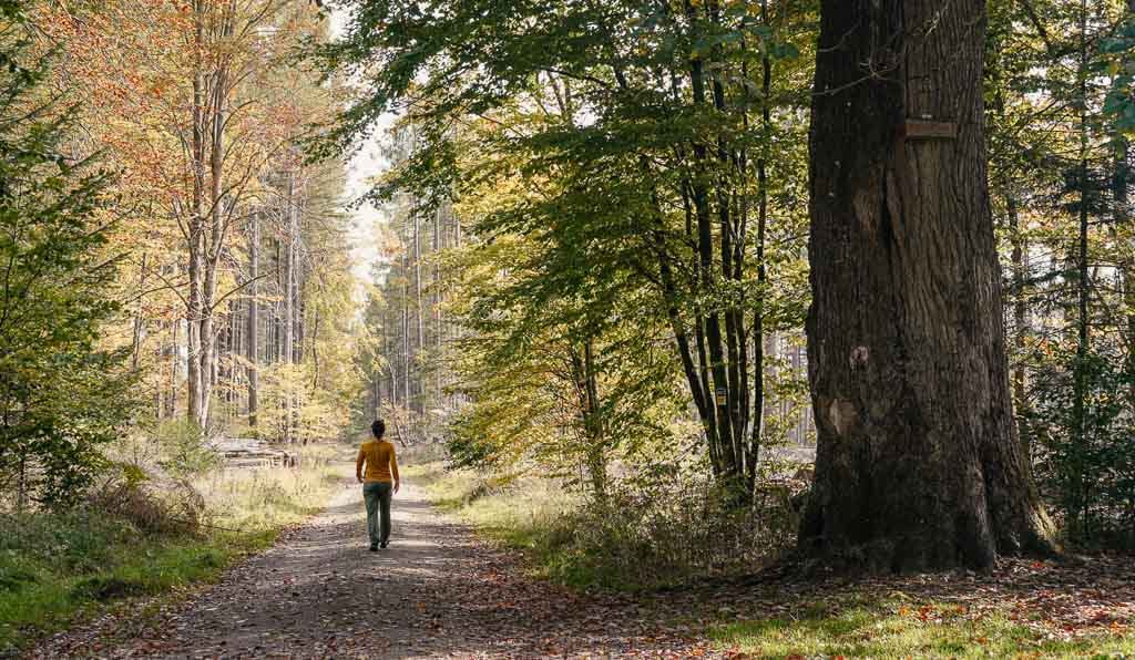 Wandern auf dem Rothaarsteig an der m&auml;chtigen Lucaseiche