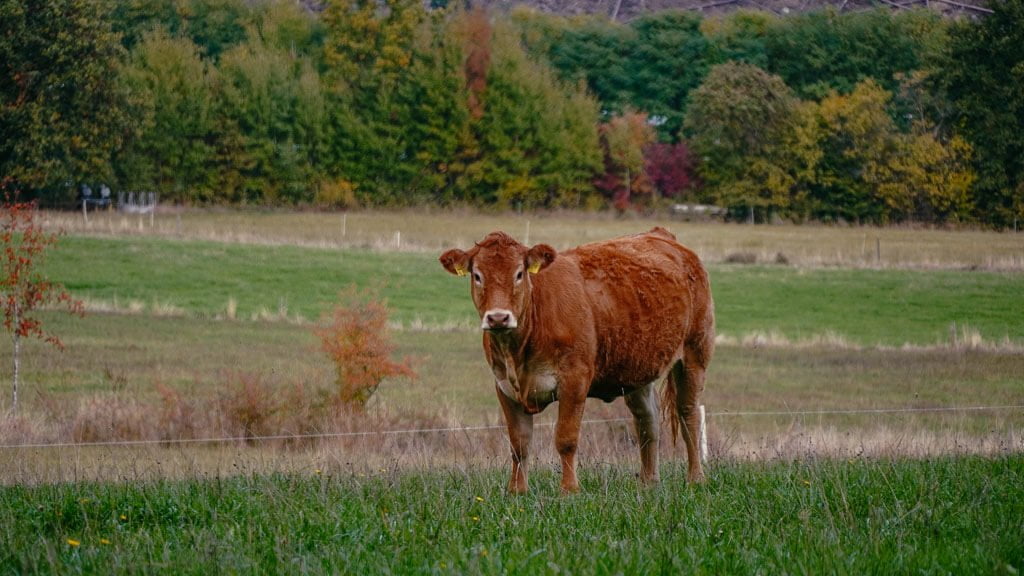 Kuh bei Rodenbach in Siegen Wittgenstein auf dem Rothaarsteig