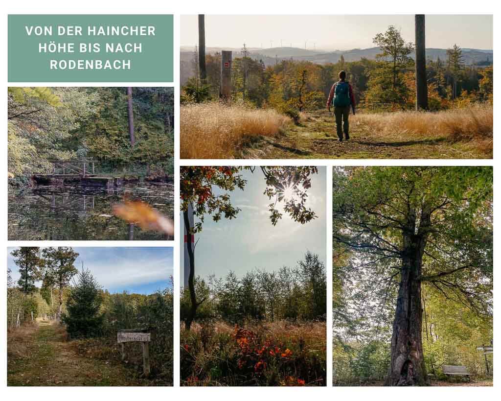 Rothaarsteig von der Haincher H&ouml;he bis nach Rodenbach
