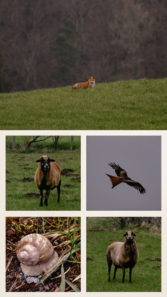 Sauerland Wanderwege Tierbegegnungen auf dem Uplandsteig