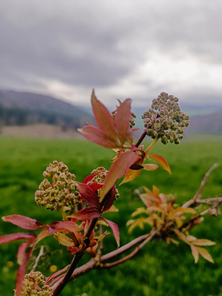 Fr&uuml;hlingsbl&uuml;ten beim Wandern auf dem Uplandsteig im Sauerland