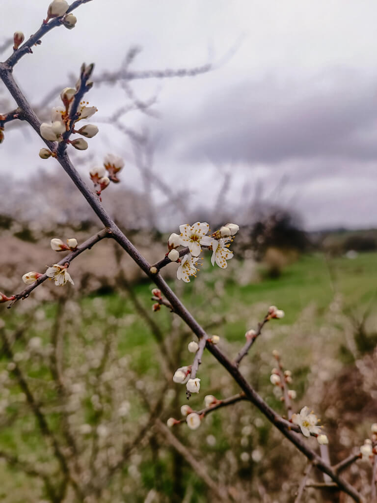 Fr&uuml;hlingsbl&uuml;ten beim Wandern im Sauerland