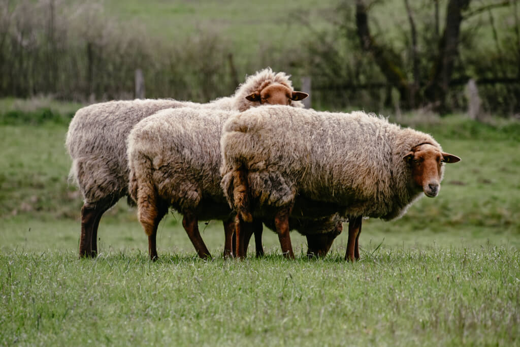 Schafe auf den Wanderwegen im Sauerland