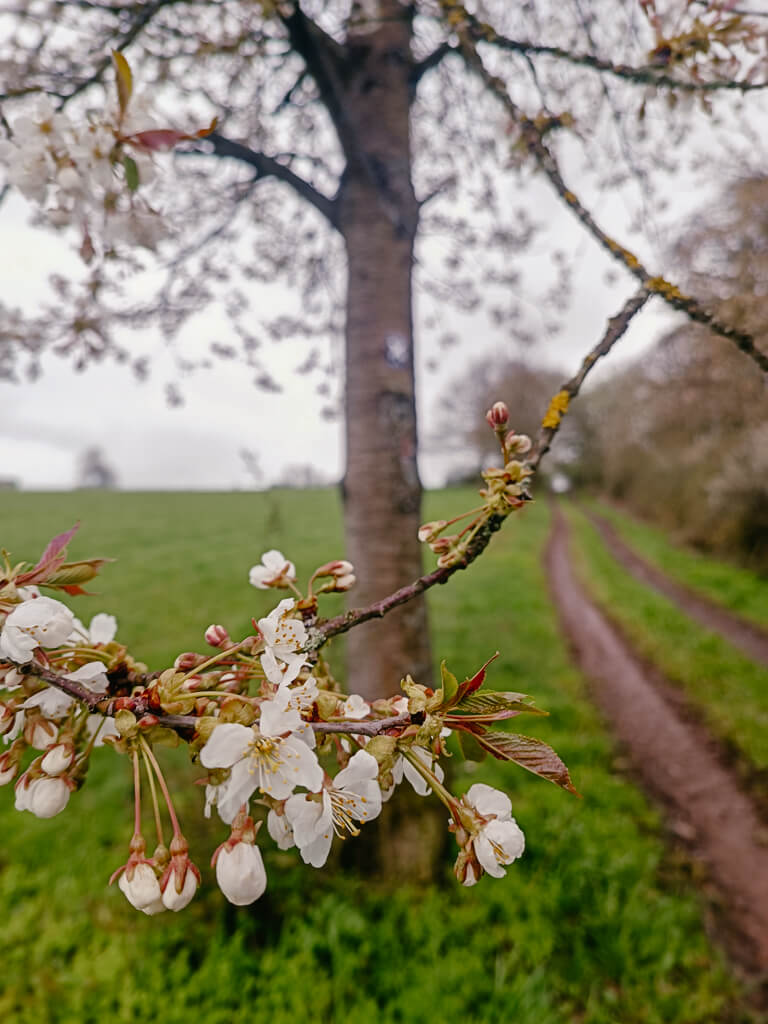 Sauerland Wanderwege Fr&uuml;hling auf dem Medebacher Bergweg
