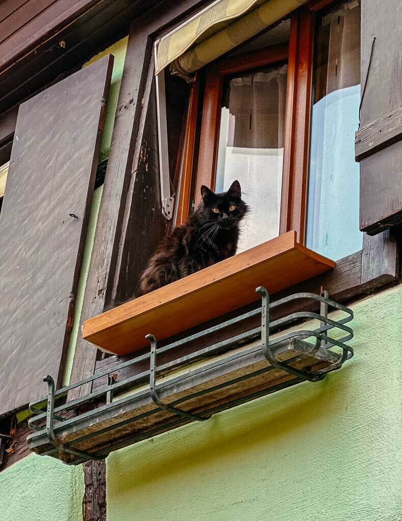 Katze an Fachwerkhaus im Elsass