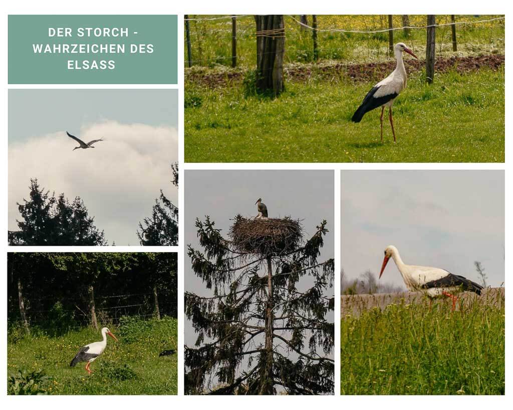 St&ouml;rche im Elsass bei Marlenheim