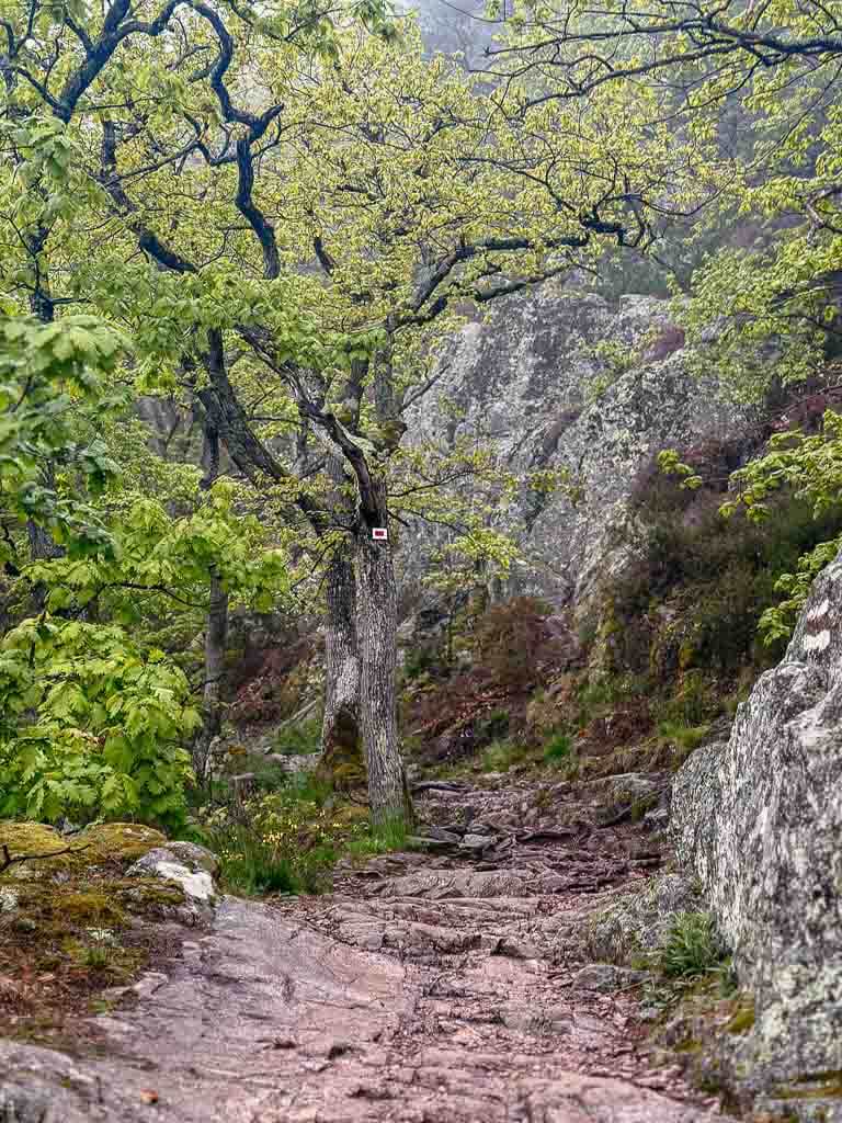 Elsass wandern auf dem Weg der drei Burgen von Ribeauville