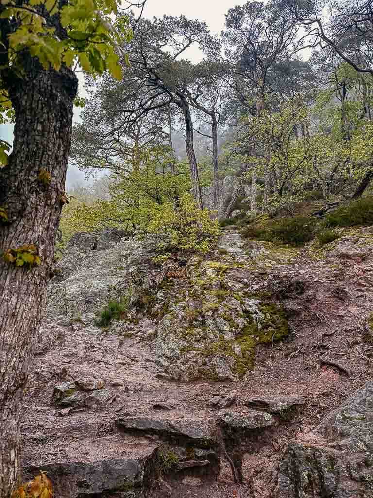 Elsass wanden auf dem Hagelpfad in Ribeauville