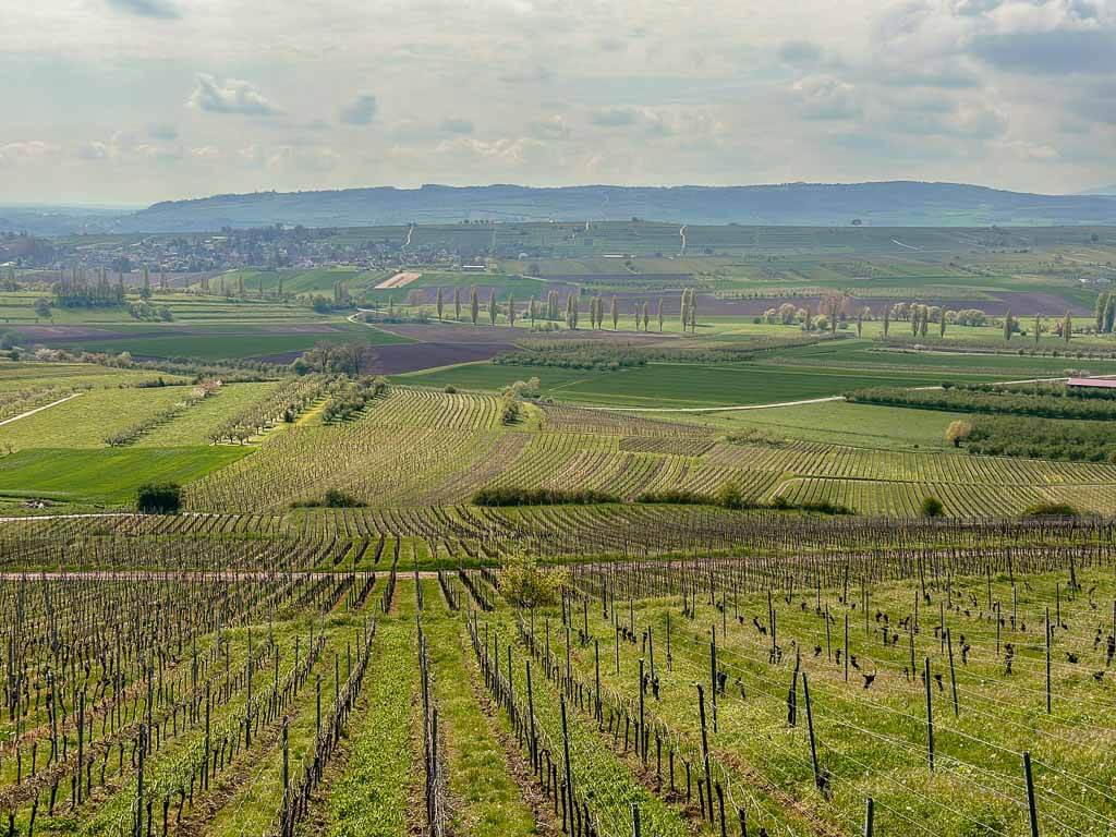 Weinberge beim Wandern im Elsass in Marlenheim