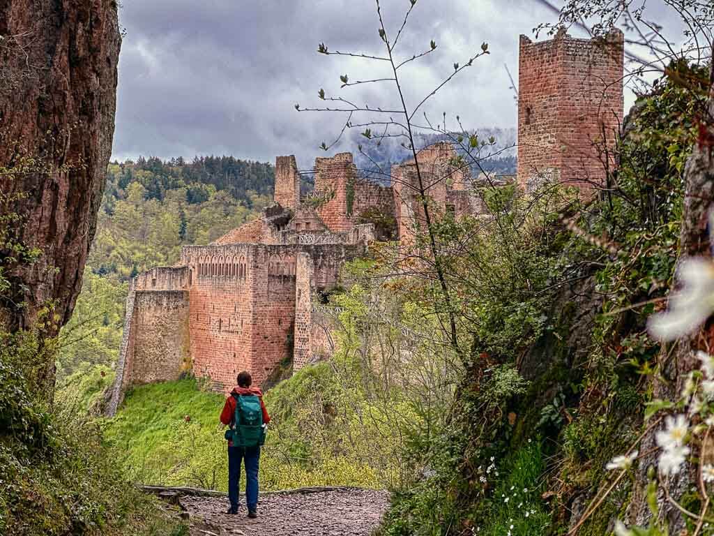 Blick von der Burg Girsberg auf die Ulrichsburg in Ribeauvill&eacute;
