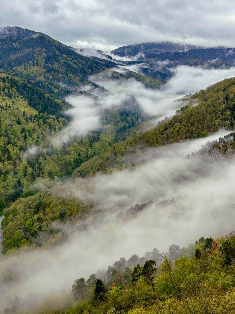 Elsass Nebel im Vogesenwald