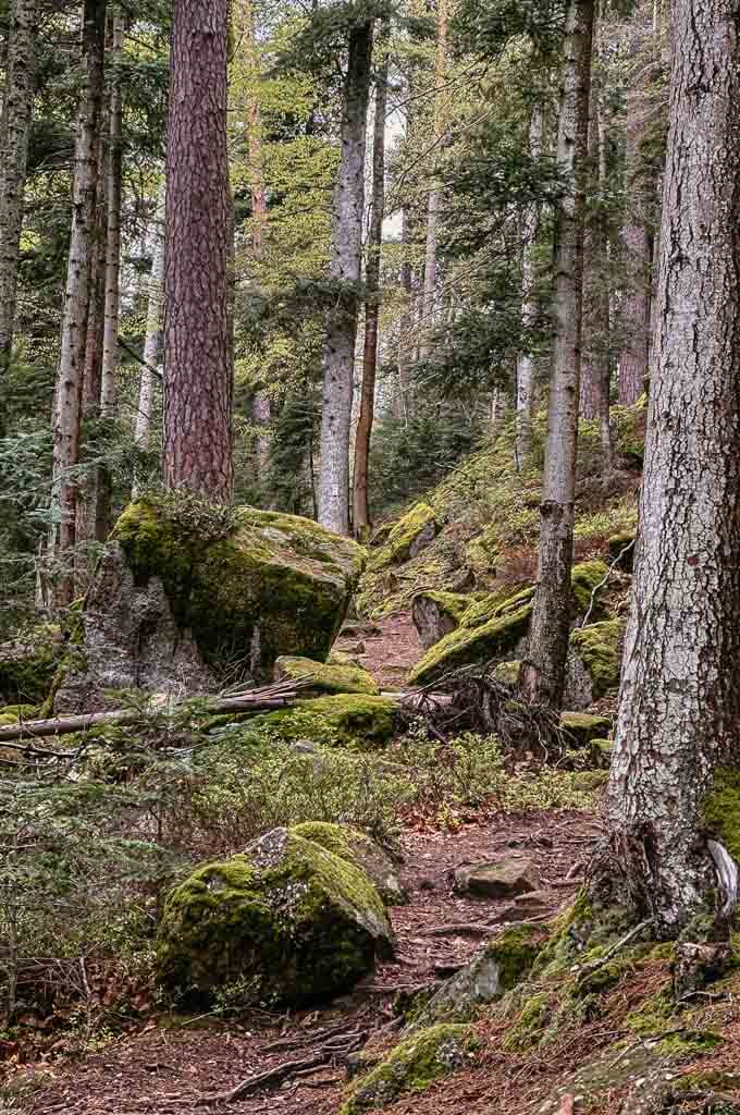 Elsass wandern Waldweg zwischen Wangenbourg und Burg Freudeneck