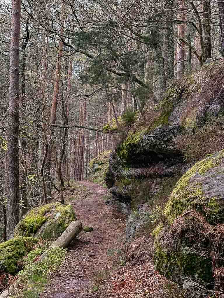 Elsass wandern Waldweg zwischen Wangenbourg und Burg Freudeneck