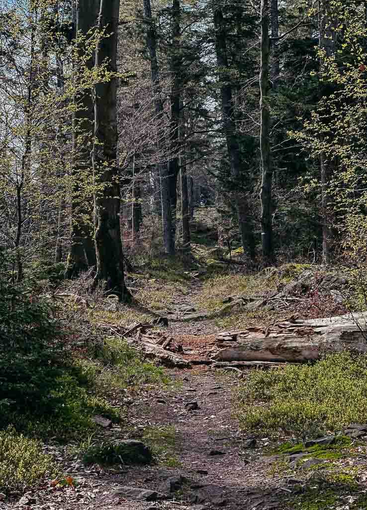 Waldweg beim Wandern in Nideck im Elsass
