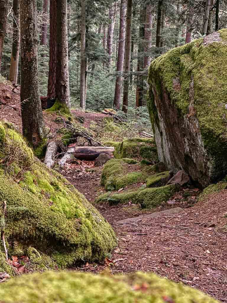 Elsass wandern zwischen Wangenbourg und Burg Freudeneck