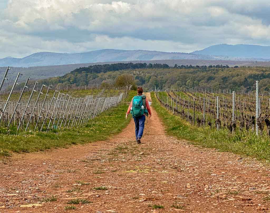Couchflucht wandert in den Weinbergen von Marlenheim