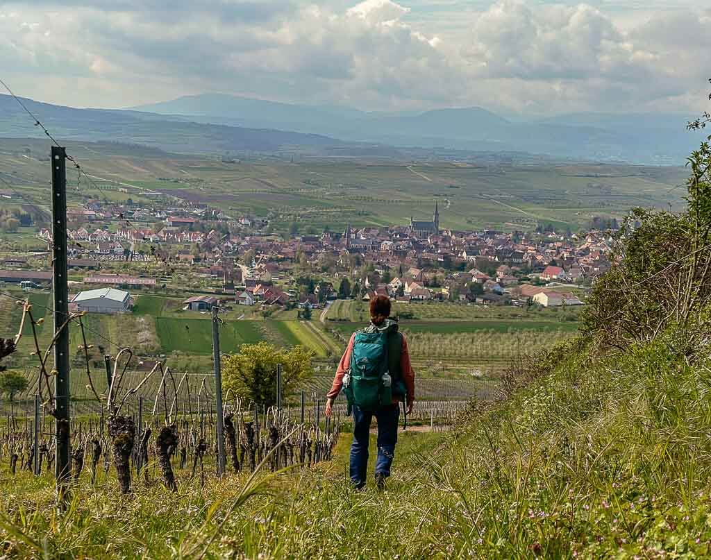 Elsass wandern in den Weinbergen zwischen Westhoffen und Marlenheim