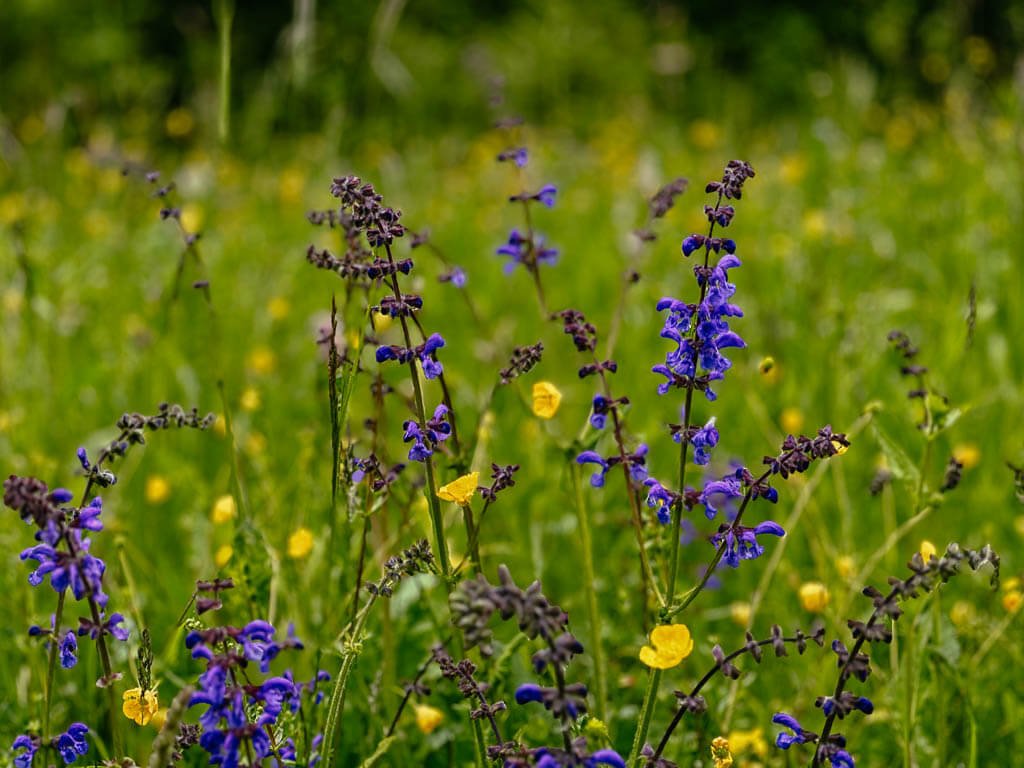 Wildblumenwiese auf dem Schluchtensteig