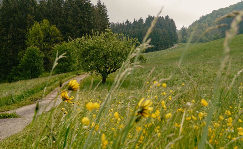 Schluchtensteig - Idyllische Tallandschaft auf dem Weg zur Wutachschlucht