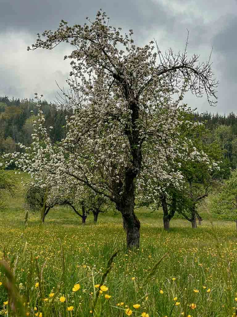 Schluchtensteig Fr&uuml;hling Baum