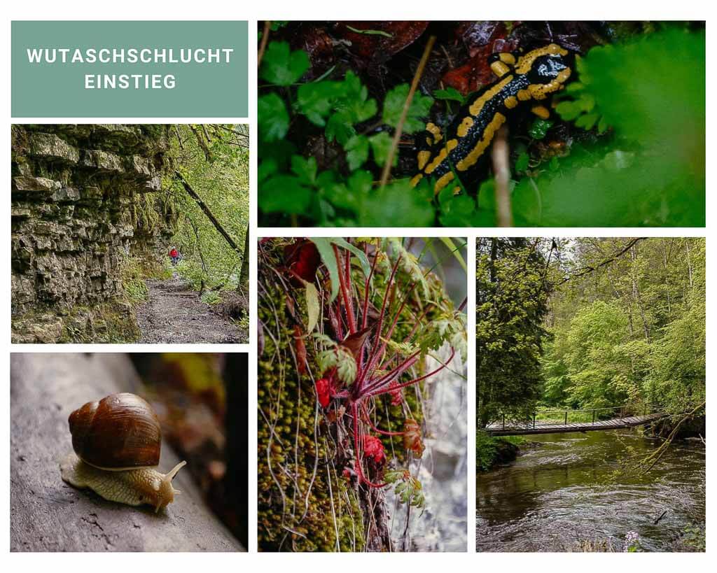 Schluchtensteig wandern in der Wutachschlucht im Schwarzwald