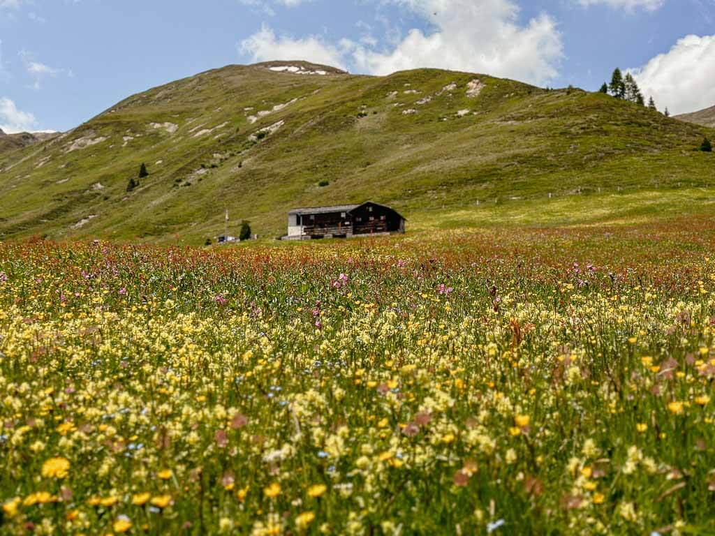 Bergblumenwiesen in Davos in der Schweiz