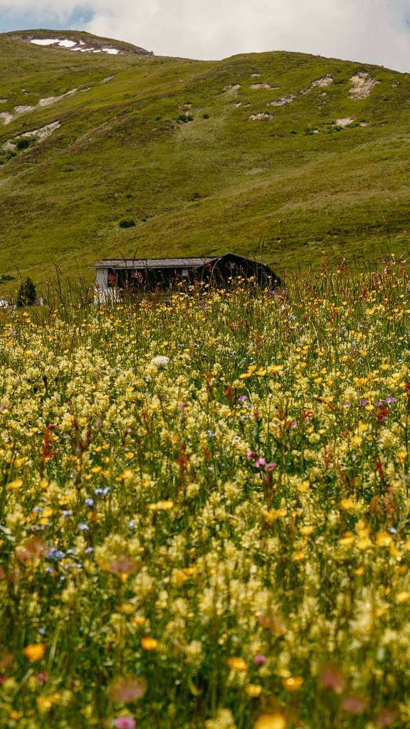 Bergblumenwiesen in Davos in der Schweiz