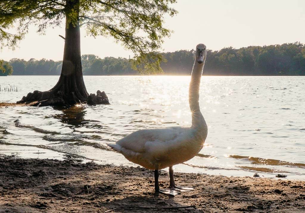 Schwan an der Sechs-Seen-Platte in Duisburg